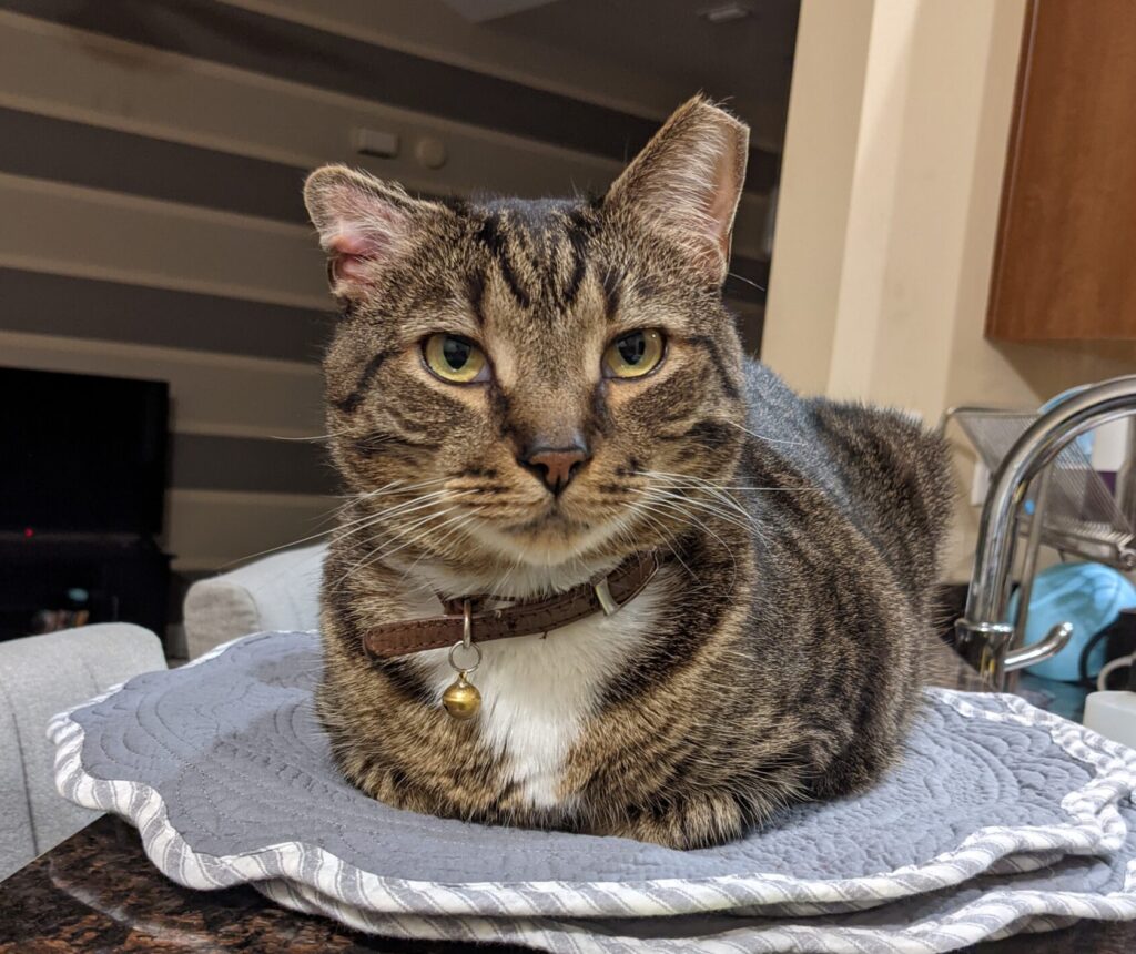 tabby cat sitting on circular placemats